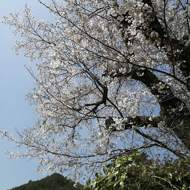 斜めお向かいさんの山桜がほぼ満開になりました この山桜は炭鳥 筏の外のカウンターに座っても見る事ができます 今朝、一枝頂いたので蔵の前に飾りました #蔵 #筏 #ikada #japan #Tokyo #mitake #御岳 #御岳山 #mitakesan #御岳山ロックガーデン #武蔵御嶽神社 #多摩川 #御岳渓谷 #奥多摩 #ブドウ山椒 #おにぎり#tasty #バイク #ロードバイク #カヌー #カヤック #リバーSUP #デッドエンド #ジムニー #JA22 #ペット可  #桜